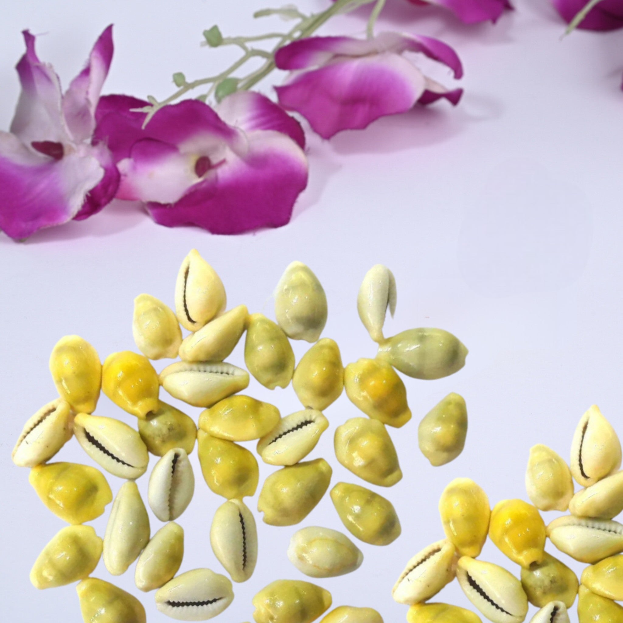 "Yellow Cowrie shell – sacred Lakshmi symbol for prosperity and fortune"